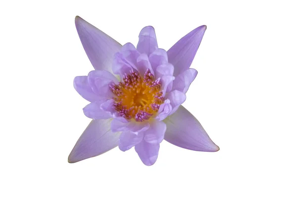 Purple Water Lilly Water Background Thai Purple Lotus — Stock Photo, Image