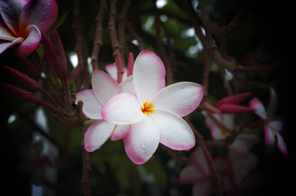 Tropik çiçek frangipani plumeria, Leelawadee doğa güzel Asya thailand çiçek — Stok fotoğraf