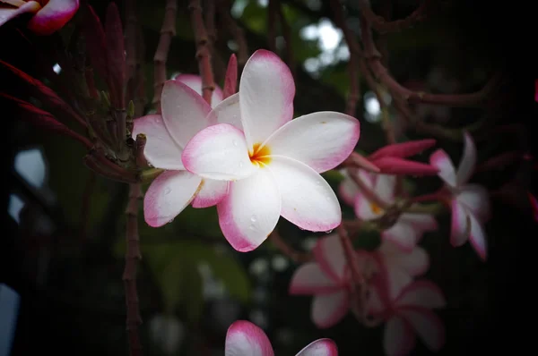 Tropikalny kwiat frangipani plumeria, Leelawadee natura piękna Azja Tajlandia kwiat — Zdjęcie stockowe