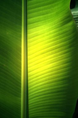 Doku arka planını taze yeşil muz yaprak.