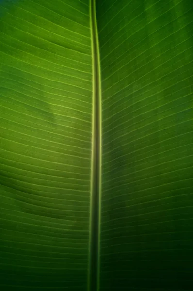 Textura fondo de plátano verde fresco Hoja . — Foto de Stock