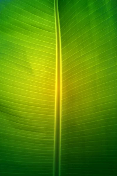 Textur bakgrund av färska gröna Banana Leaf. — Stockfoto