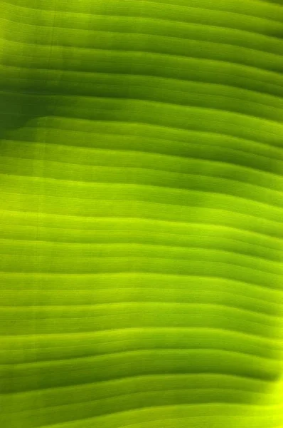 Textúra a háttér, friss zöld banán levél. — Stock Fotó