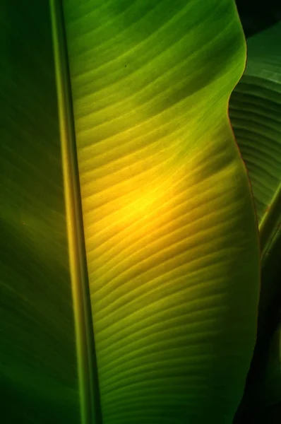 Textur Hintergrund der frischen grünen Bananenblatt. — Stockfoto