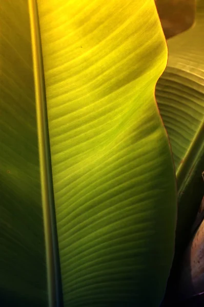 Textur bakgrund av färska gröna Banana Leaf. — Stockfoto