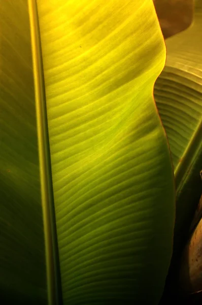 Textur bakgrund av färska gröna Banana Leaf. — Stockfoto