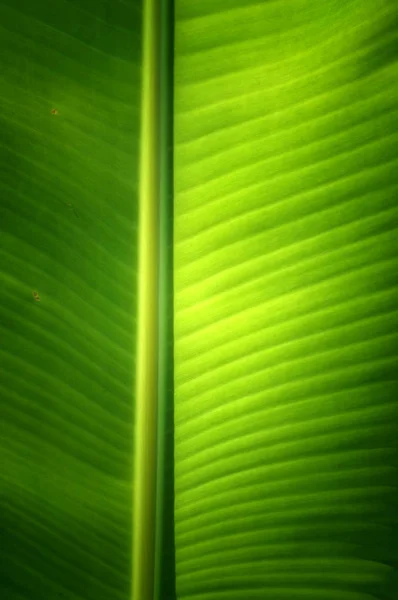 Textur bakgrund av färska gröna Banana Leaf. — Stockfoto