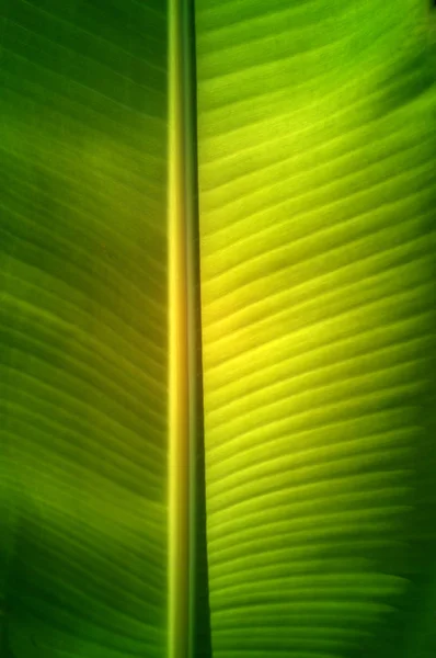 新鲜的绿色香蕉叶的纹理背景. — 图库照片