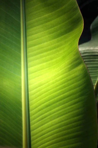 新鲜的绿色香蕉叶的纹理背景. — 图库照片