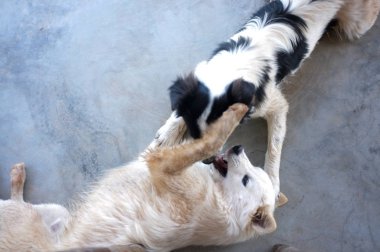 Şirin Köpekler, en iyi arkadaşlar dışarıda beraber oynuyorlar. Sırtüstü uzanıyorduk. Kavram aşkı, freind arkaplan 