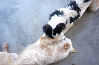 Şirin Köpekler, en iyi arkadaşlar dışarıda beraber oynuyorlar. Sırtüstü uzanıyorduk. Kavram aşkı, freind arkaplan 