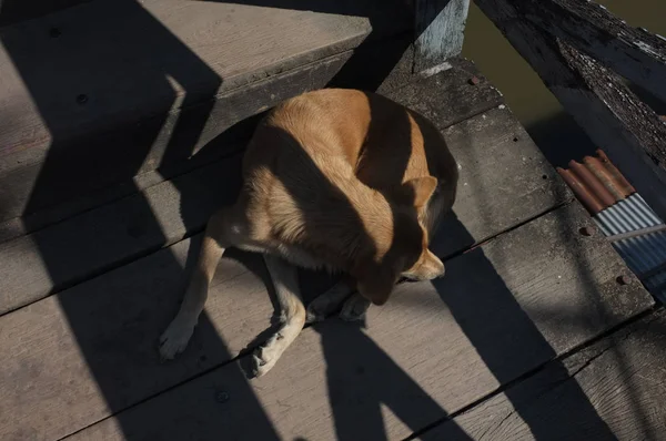 Ein Hund, der sich auf der Holzbrücke in der Sonne ausruht. ein Hund schläft auf der Holzbrücke — Stockfoto