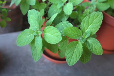Taze nane yaprakları. Doğa Arkaplanı .