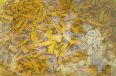 Doğal sarı renkli ham kumaşlar. Tekstil boyaları. Garcinia dulcis kabukları. Garcinia dulcis ya da Tayland adı: yama, siğil, kuru erik ,