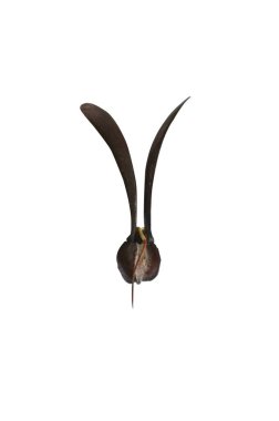 Genç Dipterocarpus filizi tohumu büyüyor. 