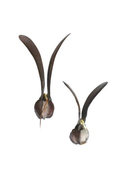 Genç Dipterocarpus filizi tohumu büyüyor. 