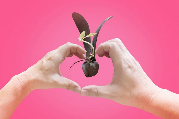 Kopieer Ruimte Van Hand Handen Tonen Liefde Symbool Met Dipterocarpus — Stockfoto