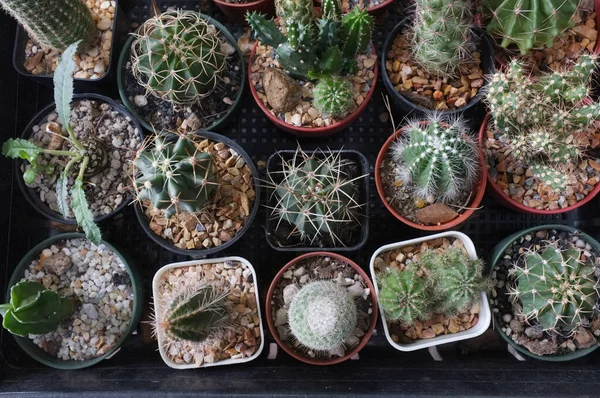 Vue Dessus Collection Divers Cactus Plantes Succulentes Dans Différents Pots — Photo