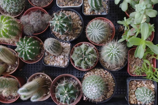 Vue Dessus Collection Divers Cactus Plantes Succulentes Dans Différents Pots — Photo