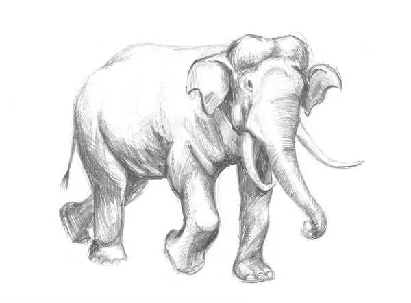 Эскиз слона — стоковое фото