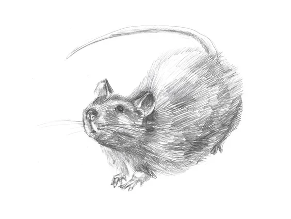 Skizze einer Maus — Stockfoto
