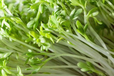 Su teresi filizlenir, vejetaryenler için Yeşiller. Taze otlar.