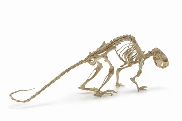 Esqueleto Rata Margen Zoología Roedores —  Fotos de Stock