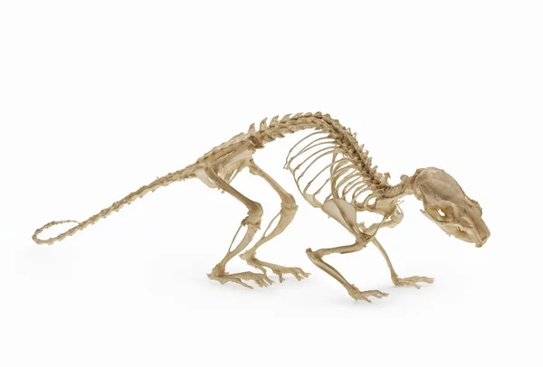 Roedores Esqueleto Rata Ratón —  Fotos de Stock