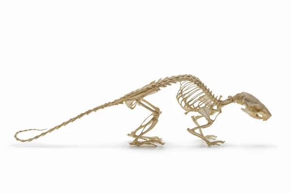 Esqueleto Natural Rata —  Fotos de Stock