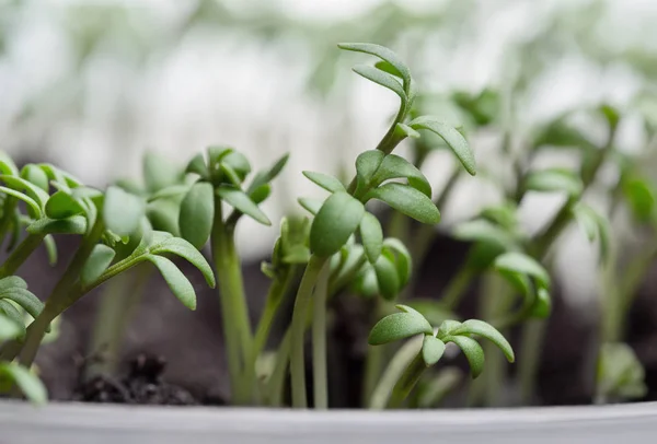 Salada Agrião Novo Conceito Vida Mudas Verdes Aparecem Solo Primavera — Fotografia de Stock