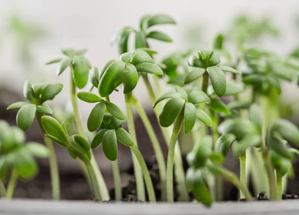Garden Cress Fresh Sprouts Young Leaves — Stock Photo, Image