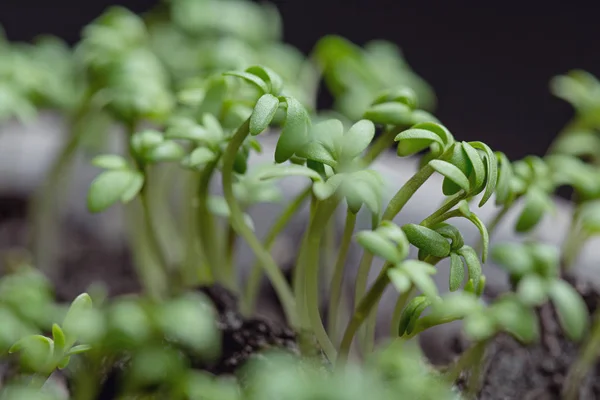 Salada Agrião Novo Conceito Vida Mudas Verdes Aparecem Solo Primavera — Fotografia de Stock