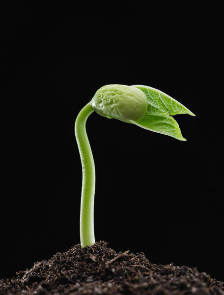 Bean sprouts. New concept of life. Green seedlings appear from soil in spring. Close-up. Black background.