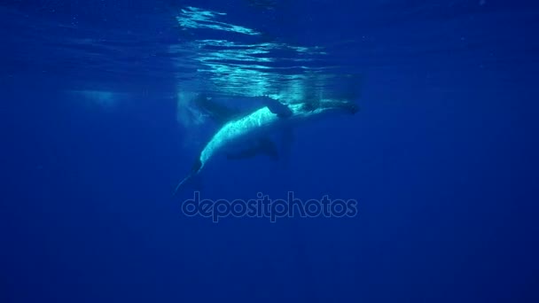 Ballenas jorobadas alrededor de la isla de Tahití — Vídeo de stock