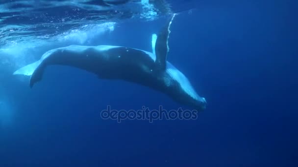 Ballenas jorobadas alrededor de la isla de Tahití — Vídeo de stock