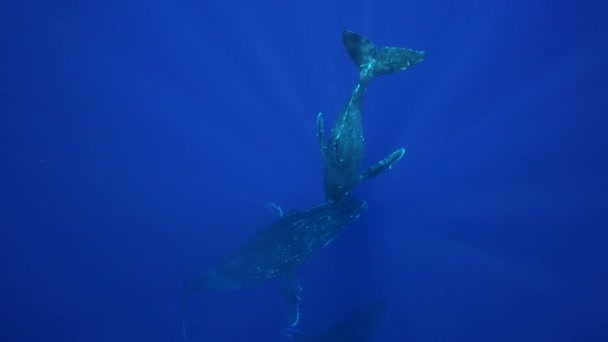 Knölvalar runt ön av Tahiti — Stockvideo