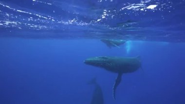 Kambur balinalar Tahiti Adası çevresinde temiz su içinde