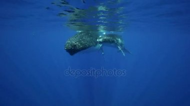 Kambur balinalar Tahiti Adası çevresinde temiz su içinde