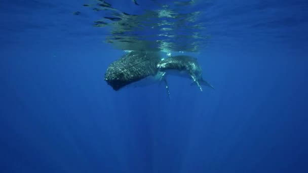 Baleines à bosse en eau claire autour de l'île de Tahiti — Video