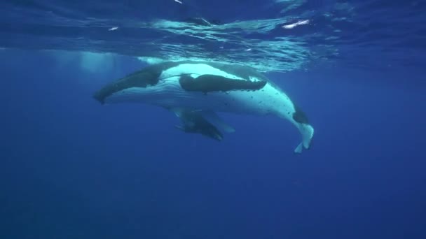 Humpback whales in clear water around the island of Tahiti — Stock Video