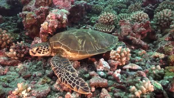 Зелена черепаха спирається на риф в Муреа, Французька Полінезія — стокове відео