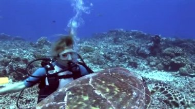 Hawksbill kaplumbağa çok meraklı bir dalgıç ve çok yakın alma hakkında