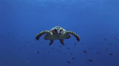 Kamera, yaklaşan hawksbill kaplumbağa çok meraklı yakın çekim