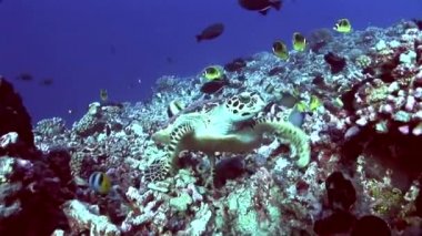 Kamera, yaklaşan hawksbill kaplumbağa çok meraklı yakın çekim