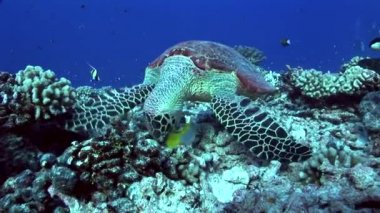 Hawksbill kaplumbağa tropik resif üzerinde besleme