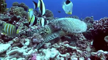 Hawksbill kaplumbağa tropik resif üzerinde besleme