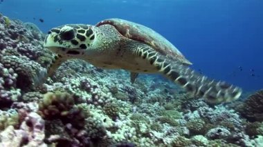 Hawksbill kaplumbağa gıda tropik resif üzerinde arama