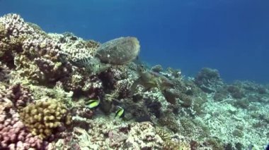 Bir tropik resif üzerinde Yüzme hawksbill kaplumbağalar