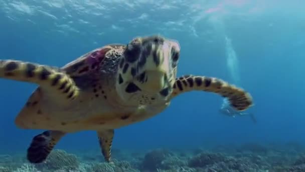 Kamera, yaklaşan hawksbill kaplumbağa çok meraklı yakın çekim — Stok video