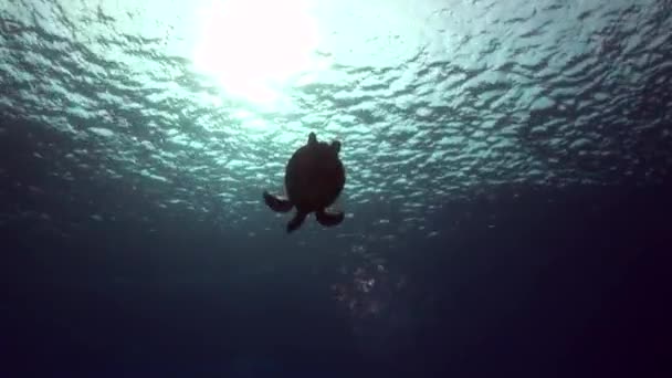 Hawksbill turtle dives down from the surface to a tropical reef Royalty Free Stock Footage